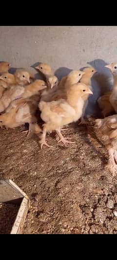 golden buff chicks