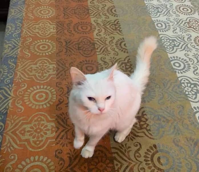 persian female cat 1