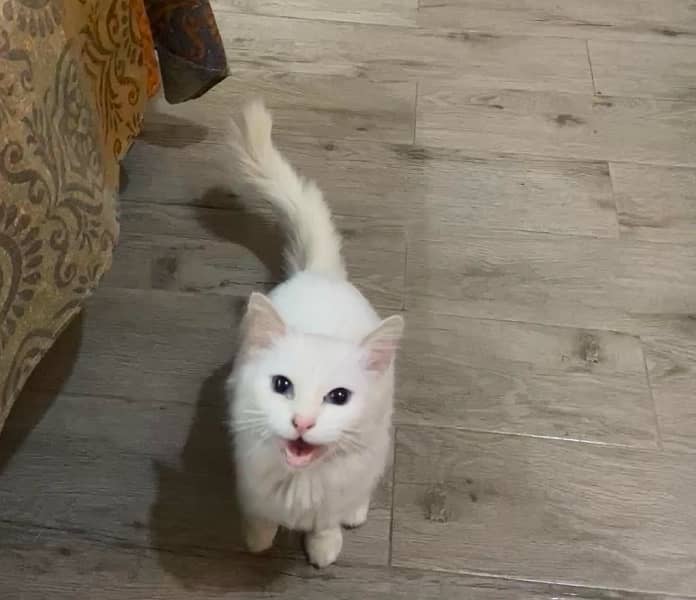 persian female cat 3