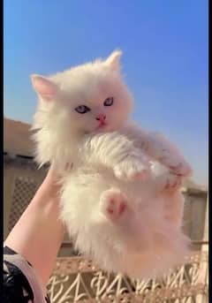 Persian Kittens White