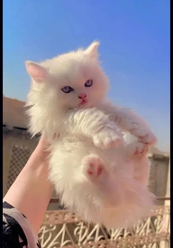 Persian Kittens White 0