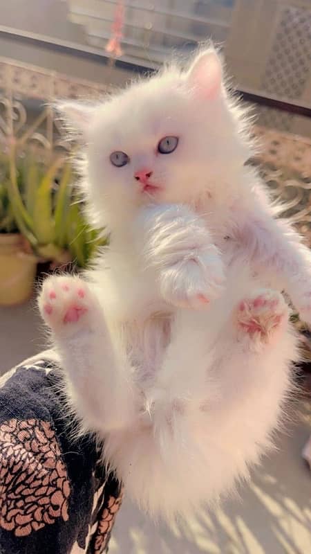 Persian Kittens White 1