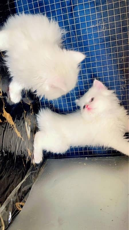 Persian Kittens White 3