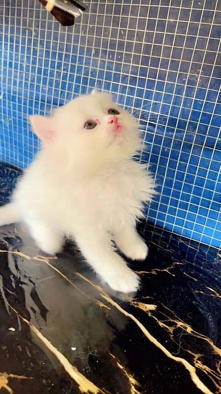 Persian Kittens White 4