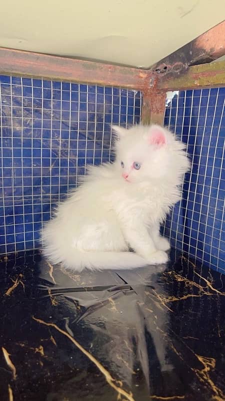 Persian Kittens White 5