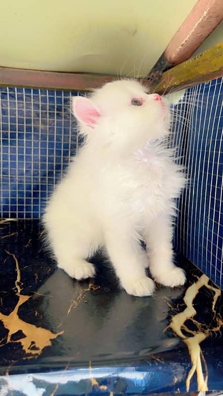 Persian Kittens White 6