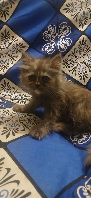 Persian kitten 2 months 0