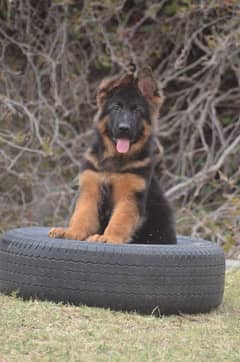 German shepherd | Puppy | GSD | Dog for sale | black and tane