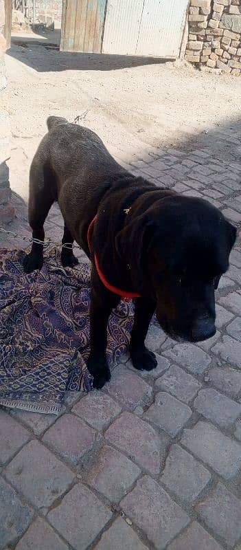 Amercian LabraDor with Apple Head 0