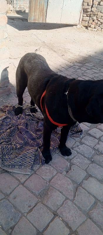 Amercian LabraDor with Apple Head 1