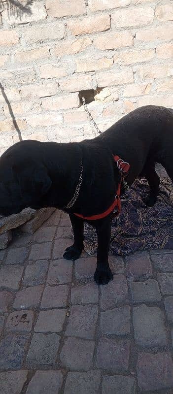 Amercian LabraDor with Apple Head 2