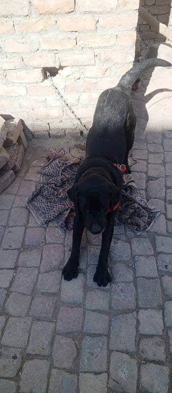 Amercian LabraDor with Apple Head 3