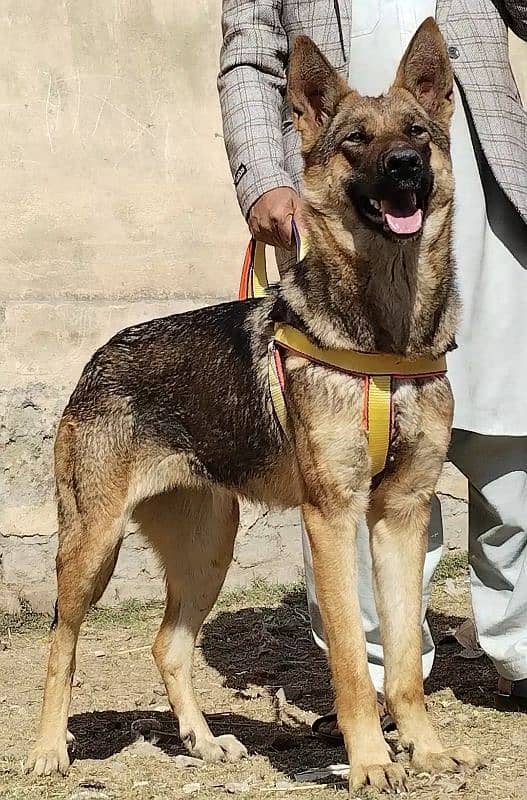 Alshesion buagyary female 10 month sequrty train for sale 2