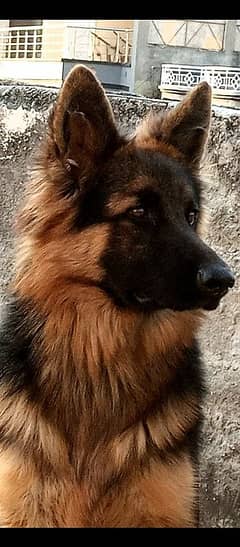 German shepherd