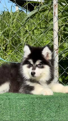 Siberian husky Puppy | Siberian husky Dog | husky Puppy