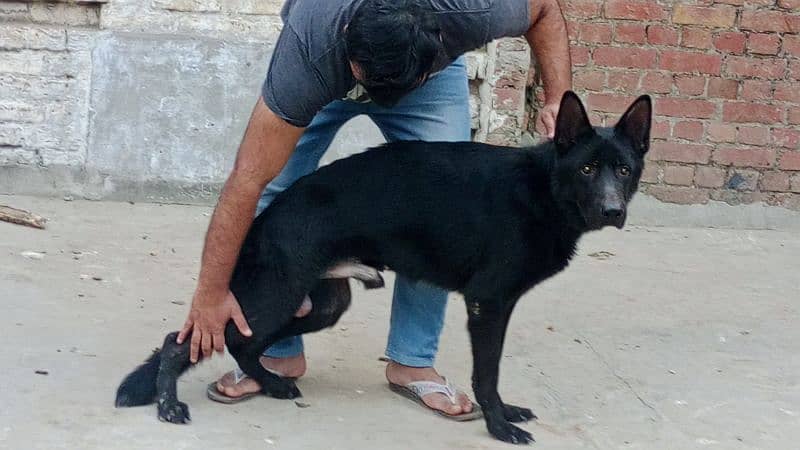 black shpered high quailty male for sale Cnfrm Stud male 4