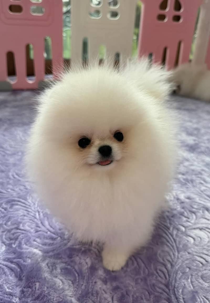 teacup pomeranian Puppy for sale | high quality Dog 2