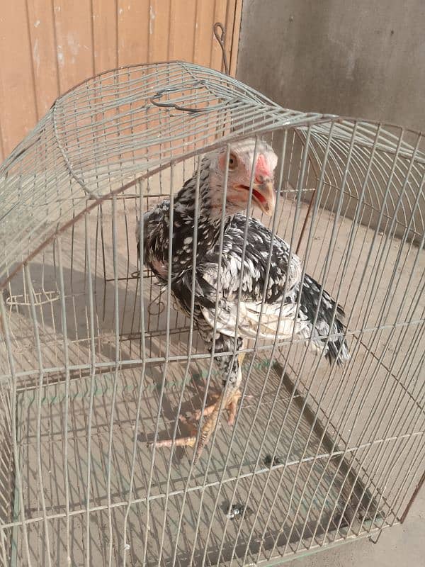 Hens For Sale With Reasonable Price 0