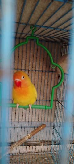 java/lovebird/banglise