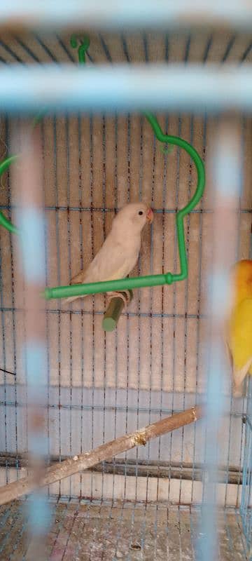 java/lovebird/banglise 1