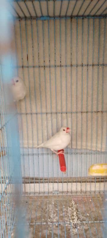 java/lovebird/banglise 2