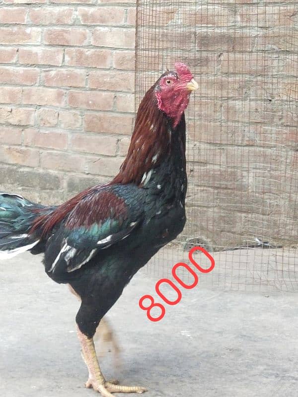 Hera aseel female with lakha aseel and cheeni female for sale 1