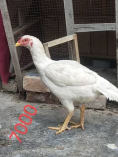 Hera aseel female with lakha aseel and cheeni female breeder pair