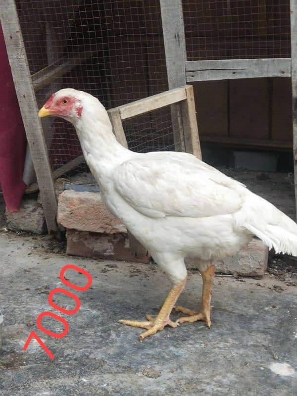 Hera aseel female with lakha aseel and cheeni female for sale 0