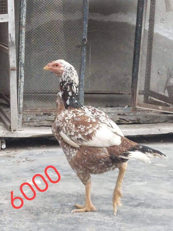 Hera aseel female with lakha aseel and cheeni female for sale 2