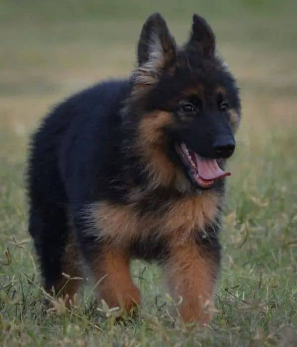 German shepherd puppy Whatsapp number 03258925374 1