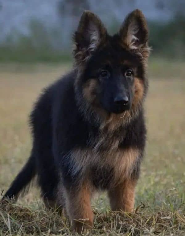 German shepherd puppy Whatsapp number 03258925374 3