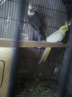 Breeder Cocktail Pair with egg and breeding box