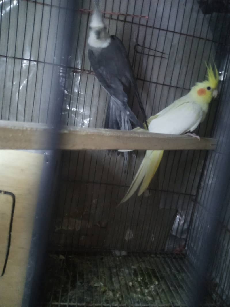 Breeder Cocktail Pair with egg and breeding box 0