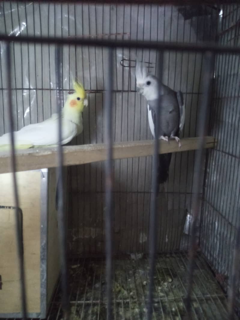 Breeder Cocktail Pair with egg and breeding box 2