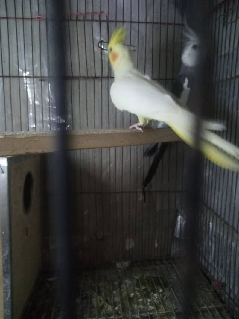 Breeder Cocktail Pair with egg and breeding box 3