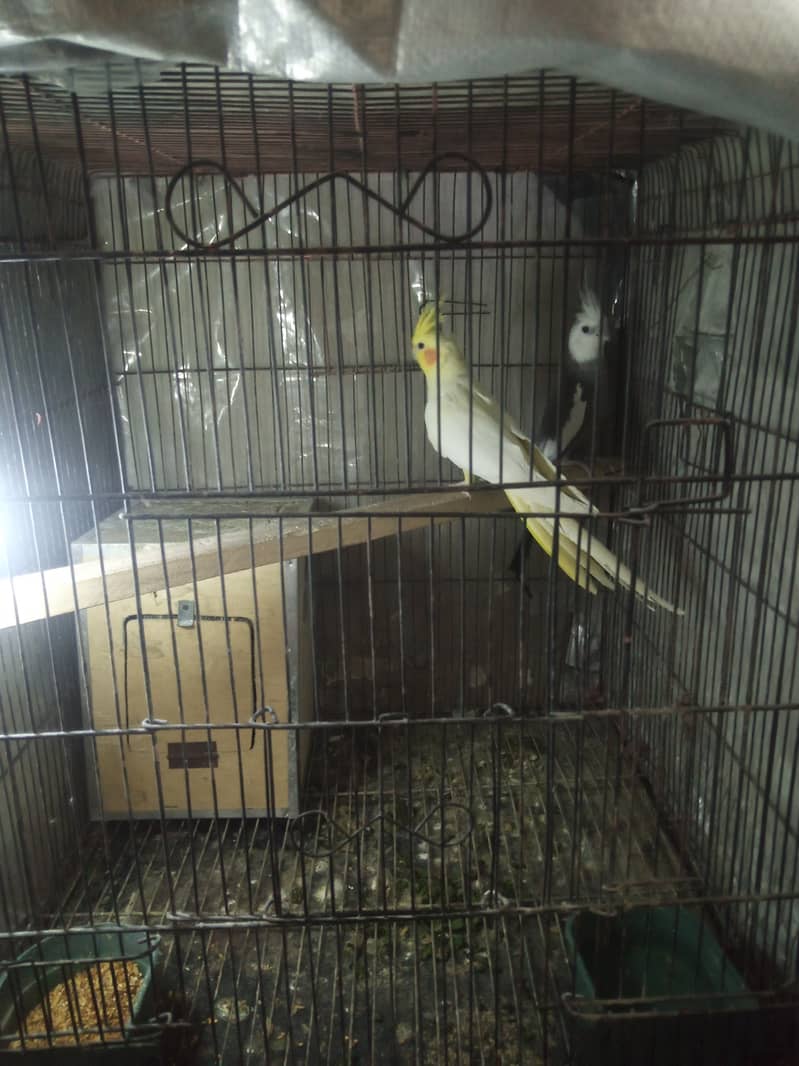 Breeder Cocktail Pair with egg and breeding box 4