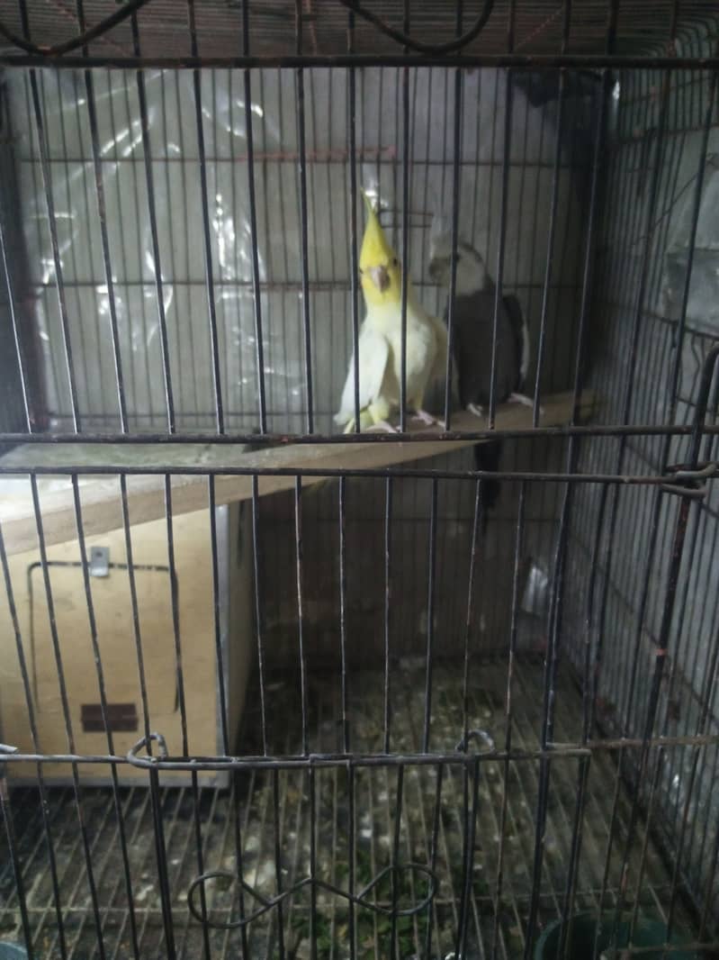 Breeder Cocktail Pair with egg and breeding box 5