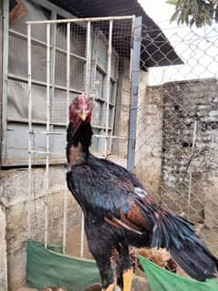 Shaamoo Aseel | Aseel | Lohman Brown | Shamoo | Hens For Sale | Aseel