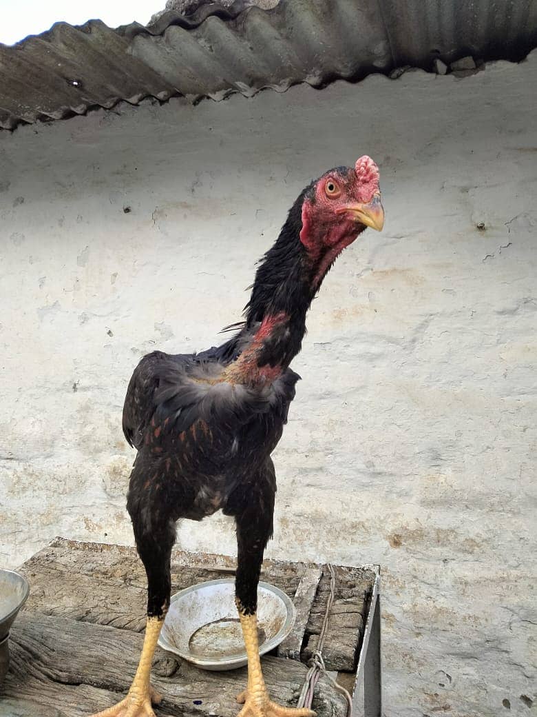 Shaamoo Aseel | Aseel | Lohman Brown | Shamoo | Hens For Sale | Aseel 1