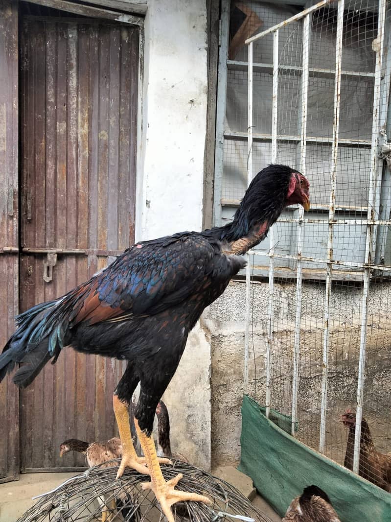 Shaamoo Aseel | Aseel | Lohman Brown | Shamoo | Hens For Sale | Aseel 2