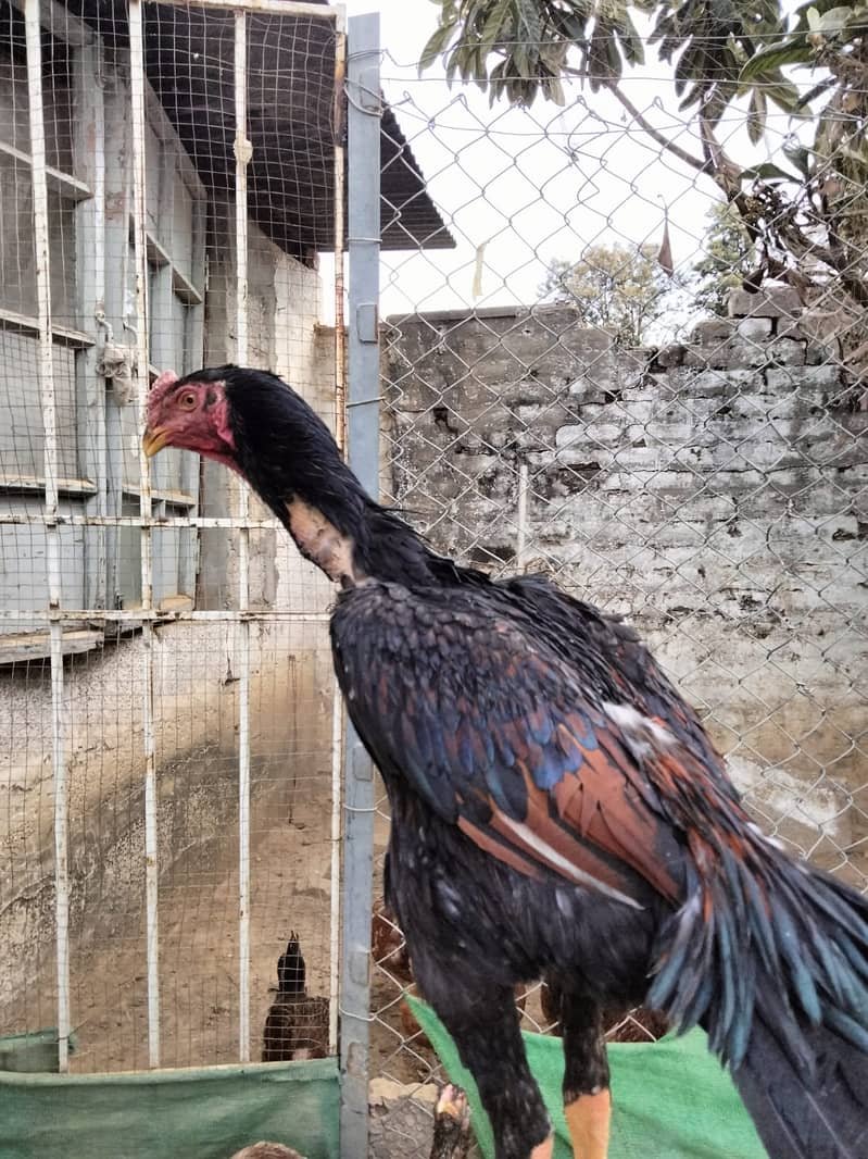 Shaamoo Aseel | Aseel | Lohman Brown | Shamoo | Hens For Sale | Aseel 3