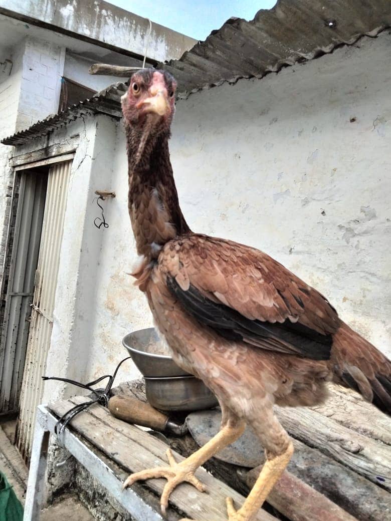 Shaamoo Aseel | Aseel | Lohman Brown | Shamoo | Hens For Sale | Aseel 4