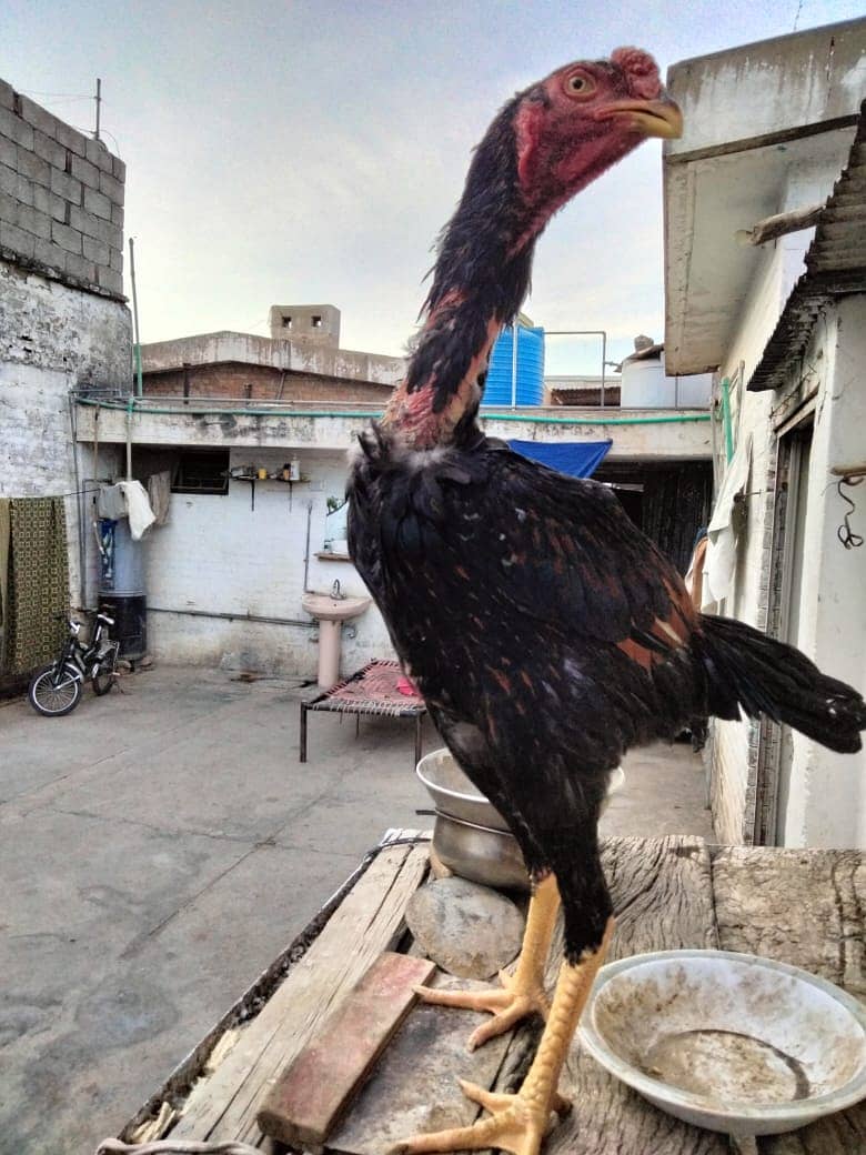 Shaamoo Aseel | Aseel | Lohman Brown | Shamoo | Hens For Sale | Aseel 5