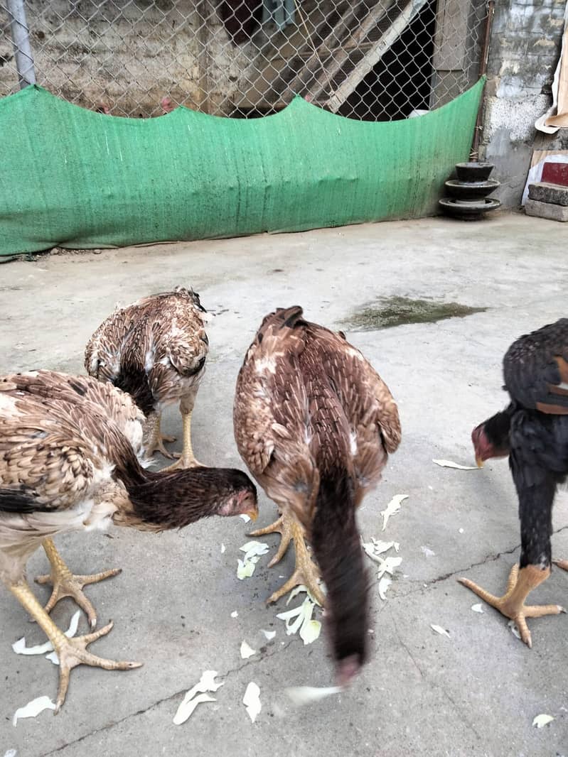 Shaamoo Aseel | Aseel | Lohman Brown | Shamoo | Hens For Sale | Aseel 7