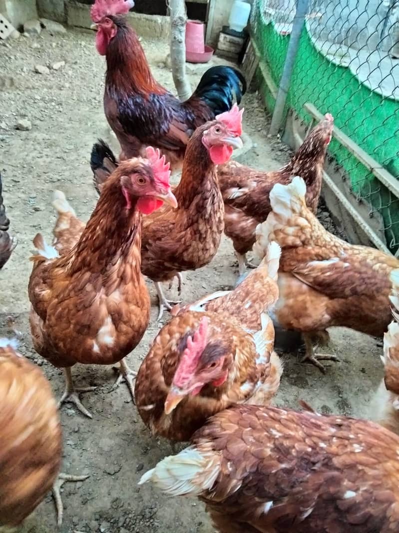 Shaamoo Aseel | Aseel | Lohman Brown | Shamoo | Hens For Sale | Aseel 8