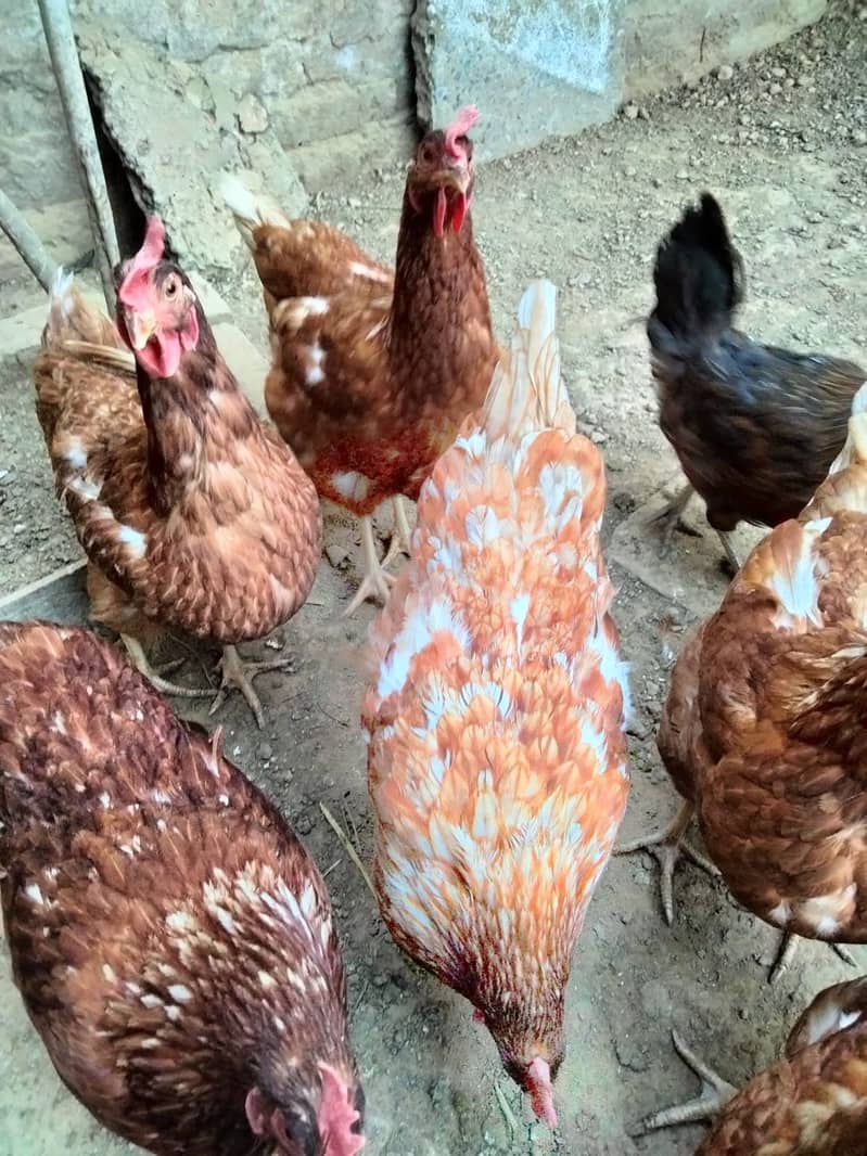 Shaamoo Aseel | Aseel | Lohman Brown | Shamoo | Hens For Sale | Aseel 9