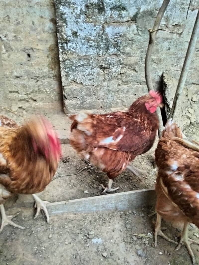 Shaamoo Aseel | Aseel | Lohman Brown | Shamoo | Hens For Sale | Aseel 10