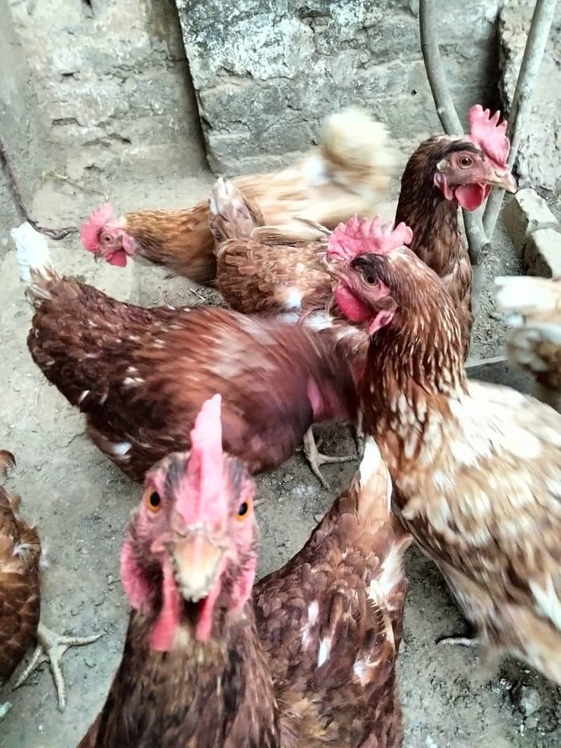 Shaamoo Aseel | Aseel | Lohman Brown | Shamoo | Hens For Sale | Aseel 11