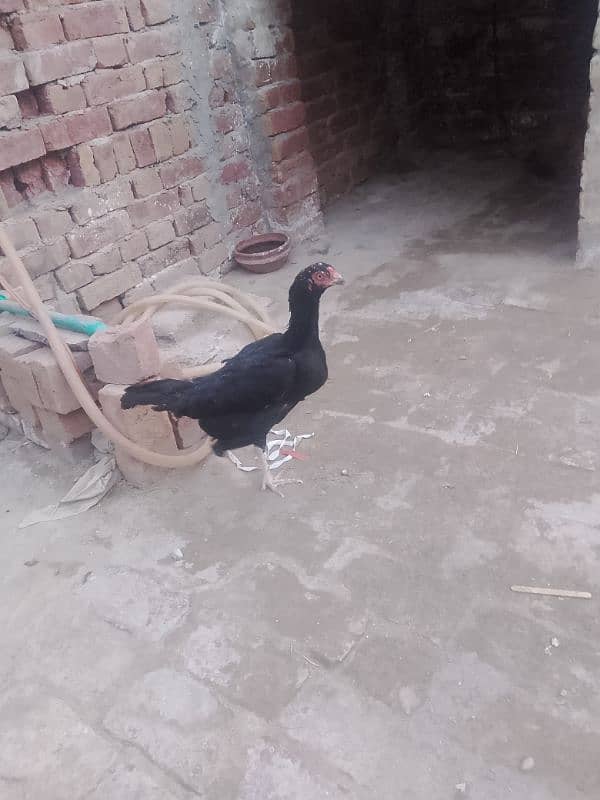 valeati Madi for sale full jol tiyar hay contact number 03097740837 0