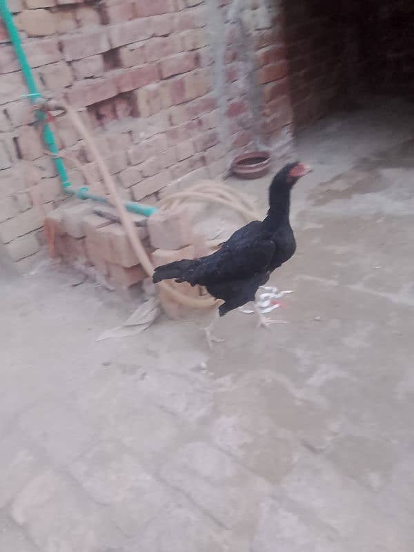 valeati Madi for sale full jol tiyar hay contact number 03097740837 1